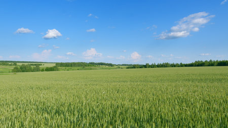 A Beautiful Lush Green Wheat Field Spreading Beneath a Clear and Bright Blue Skyの写真素材