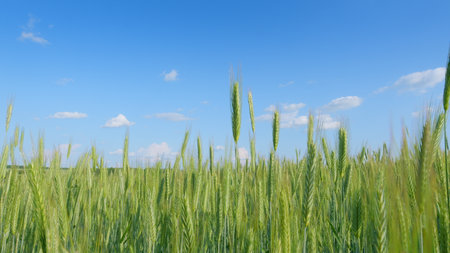 The Vibrant Wheat Field is a beautiful sight, set under a clear blue sky, full of life and colorの写真素材