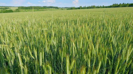 A Beautiful, Lush Green Wheat Field Sprawls Under a Clear, Bright Sky with No Cloudsの写真素材