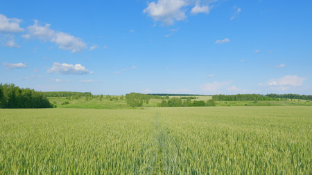 Expansive Green Fields Stretching Out Beautifully Under a Clear and Bright Blue Sky Aboveの写真素材