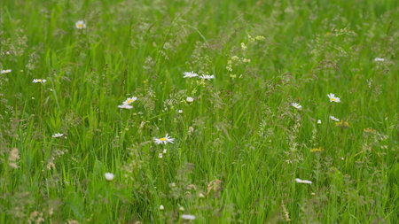 A Vibrant and Lively Meadow of Colorful Wildflowers Blooming Beautifully in Springtimeの写真素材