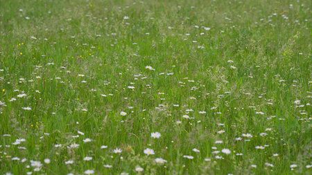 A Lush Green Meadow Expansively Covered with Beautiful White Wildflowers in Full Bloomの写真素材