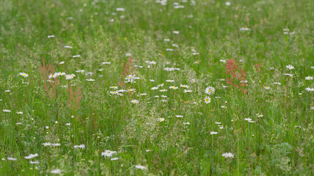 A Vibrant Flowering Meadow Filled with Colorful Blooms in the Beautiful Springtimeの写真素材