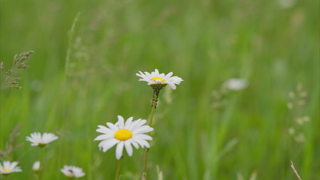 There are Beautiful Daisies blossoming in a Green Field, creating a serene landscapeの写真素材