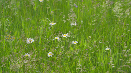 A beautiful Daisy Field with lush green grass stretching as far as the eye can seeの写真素材