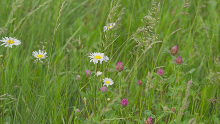 A Beautiful Wildflower Meadow in Full Bloom, Showcasing Natures Vibrant Diversityの写真素材