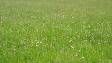 A picturesque landscape featuring a lush green field abundant with vibrant wildflowersの写真素材