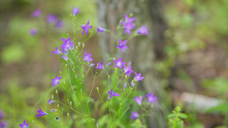 Vibrant and Beautiful Purple Wildflowers Blooms in a Lush and Green Forest Settingの写真素材