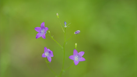 Delicate Purple Flowers That Bloom Gracefully Amidst Fresh Greenery in Natures Embraceの写真素材