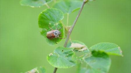 This is a stunning closeup image showcasing an insect perched on vibrant green leavesの写真素材