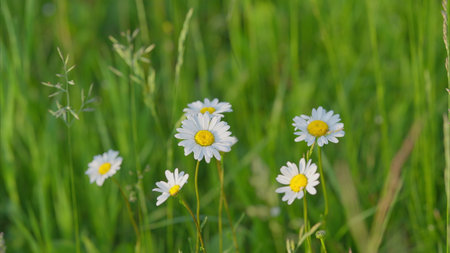 Charming White Daisies Flourishing Beautifully in Lush Green Grass Under the Sunlightの写真素材