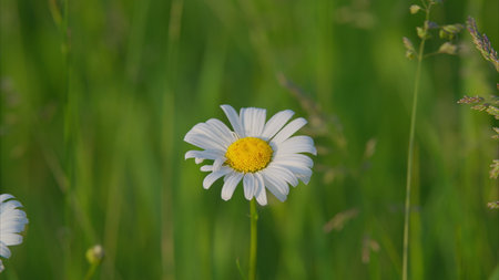 A Stunningly Beautiful Daisy Flower Surrounded by a Lush and Vibrant Green Fieldの写真素材