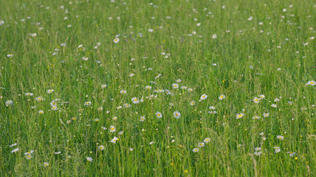 A Lush Green Meadow Ornately Adorned with Wildflowers in Full Bloom and Vivid Colorsの写真素材