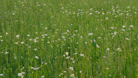 A Vibrant Meadow Richly Filled with Beautiful Wildflowers Blooming During Springtimeの写真素材