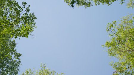 A clear sky framed by lush green foliage creates a picturesque scene around youの写真素材