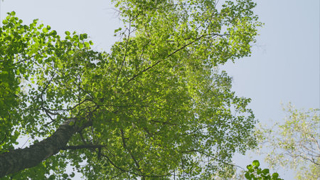 A Beautiful and Lush Green Tree Canopy Spreading Out Gracefully Under a Clear Blue Sky Aboveの写真素材