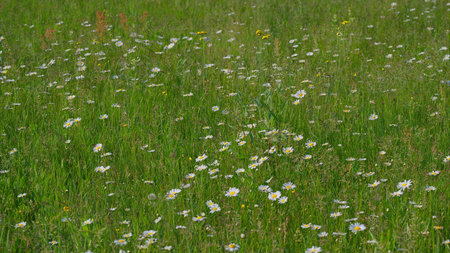 A Beautiful Wildflower Meadow in Full Bloom, Showcasing Natures Splendor and Diversityの写真素材