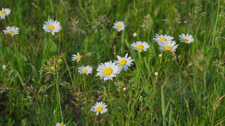 Cheerful Daisies Flourishing in a Lush Green Field Under the Bright Sunshine and Blue Skyの写真素材