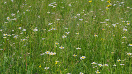 A Stunningly Vibrant Meadow Filled with Wildflowers in Full and Radiant Blooming Colorsの写真素材