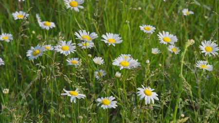 A Beautiful Scene of Blooming Daisies in a Lush Green Meadow Filled with Life and Colorの写真素材