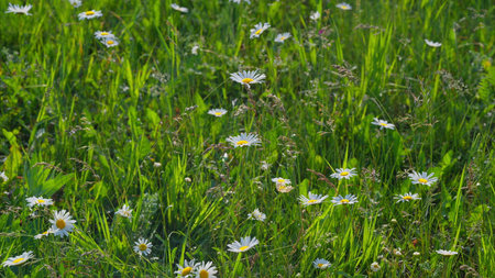 A Stunningly Vibrant Wildflower Meadow Abundant with Gorgeous Daisies and Other Colorful Blossomsの写真素材