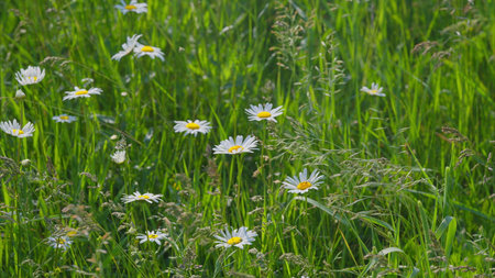 Stunning and Beautiful Wildflowers Flourishing in Lush, Vibrant Green Grasslands Under Sunshineの写真素材