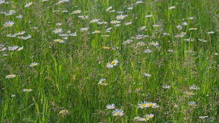 A Lush Wildflower Meadow in Full Bloom, Radiating with Vibrant Colors and Beautyの写真素材