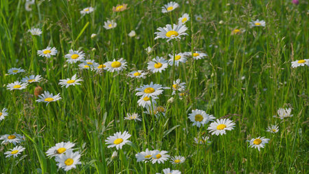A Vibrant Daisy Field in a Beautifully Blooming Spring Landscape Captured in Time at its Peakの写真素材