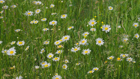 A Stunning and Vibrant Wildflower Field with Daisies in Full Bloom in the Spring Seasonの写真素材