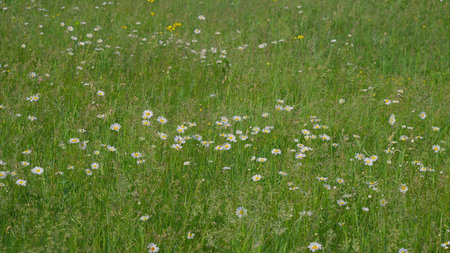 A Vibrant Meadow Filled with a Variety of Wildflowers in Their Full Blooming Gloryの写真素材