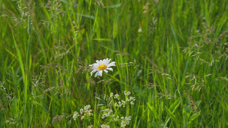 A Serene and Beautiful Daisy Sitting Pretty Amidst Lush Green Grass Under the Sunの写真素材