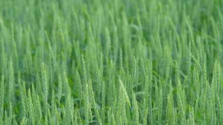 Vibrant Green Crops Growing in a Field, Showcasing Natures Beauty During Growth Phaseの写真素材