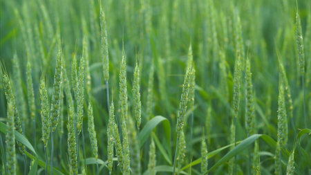 A Vibrant Green Field Thriving with Healthy Growth of Cereal Grains and Diverse Plantsの写真素材