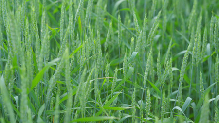 Vast Fields of Flourishing Green Wheat Are Perfectly Ready for a Bountiful Harvest Soonの写真素材