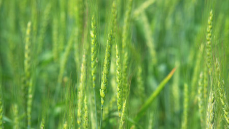 A vibrant green grass field is depicted here, showcasing its early growth stage beautifullyの写真素材