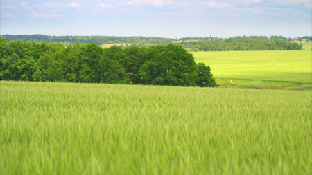 A Beautiful Lush Greenfield Landscape Beneath a Clear and Bright Blue Sky Without Cloudsの写真素材