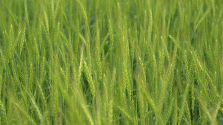 Lush Green Grass Fields Continuously Growing and Flourishing in Natures Embraceの写真素材