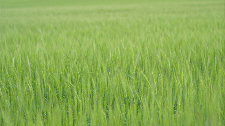 Lush, expansive green field sprawled out beautifully under a clear blue sky aboveの写真素材