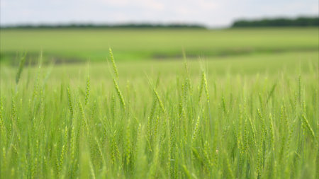 A Beautifully Lush Green Grass Field Beneath a Clear and Bright Sky On a Perfect Dayの写真素材