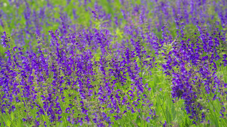 A stunning view of a colorful purple flower field in full bloom, showcasing natures beautyの写真素材