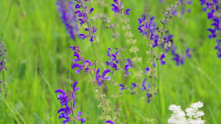 Stunning and Beautiful Purple Wildflowers Flourishing in Natures Vibrant Landscapeの写真素材