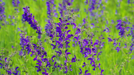 Vibrant and Colorful Purple Wildflowers Blooming in a Lush and Green Expansive Fieldの写真素材