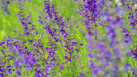 Stunning, Vibrant Purple Flower Field in Full Bloom During the Beautiful Spring Seasonの写真素材