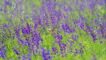 A Beautiful and Vibrant Purple Flower Field in Full Bloom, Displaying Natures Splendorの写真素材