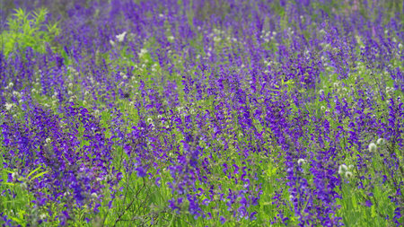 A Beautiful and Vibrant Purple Wildflower Field is in Full Bloom and Flourishingの写真素材