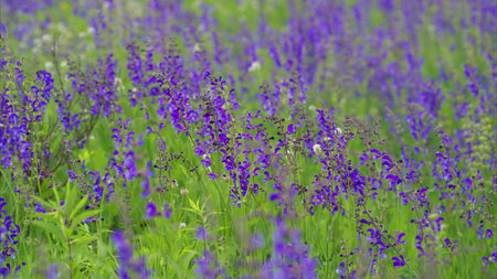 A breathtaking display of vibrant purple wildflowers creating a stunning scene in a lush green fieldの写真素材