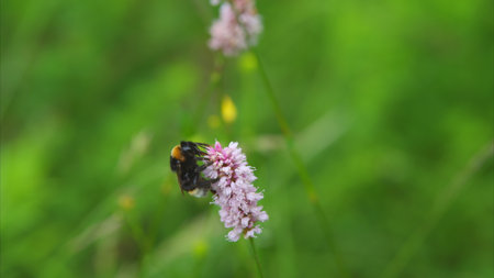 Bees are actively pollinating beautiful pink flowers that thrive amidst lush greeneryの写真素材