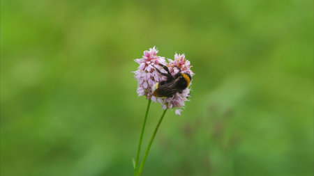 A CloseUp Nature Scene Featuring a Bee Pollinating a Beautiful Flower in Full Bloomの写真素材