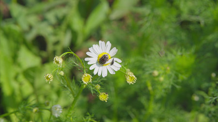 A buzzing bee diligently pollinates a pristine, beautiful white flower found in natureの写真素材