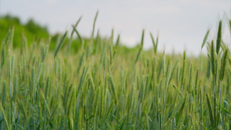 A Beautiful, Lush Green Wheat Field Set Against a Bright and Clear Blue Sky Aboveの写真素材